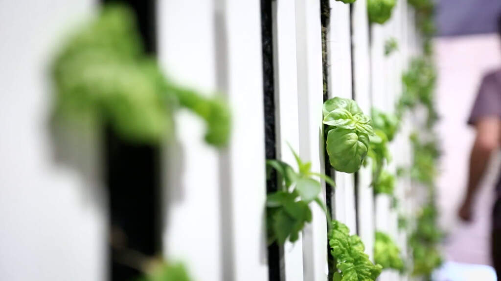 Community Hydroponic Lab Opens for Youth Training