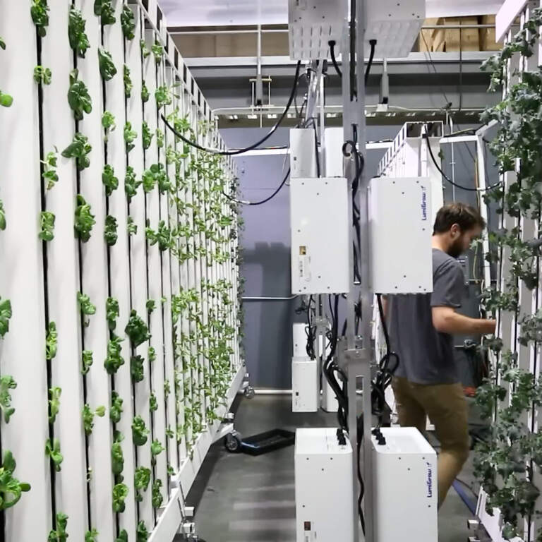 Hydroponics on the East Side: Year-Round Greens in the City Poster