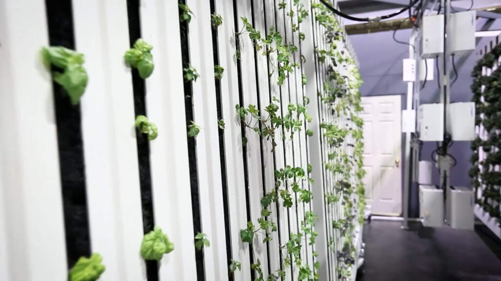 East Side School Greenhouse Expands Seedling Program