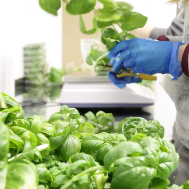 Indoor Farmers Market Adds Culturally Relevant Produce and Spices Poster