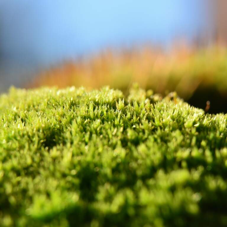 Microgreens for Meals: East Side Growers Scale Up Production Poster