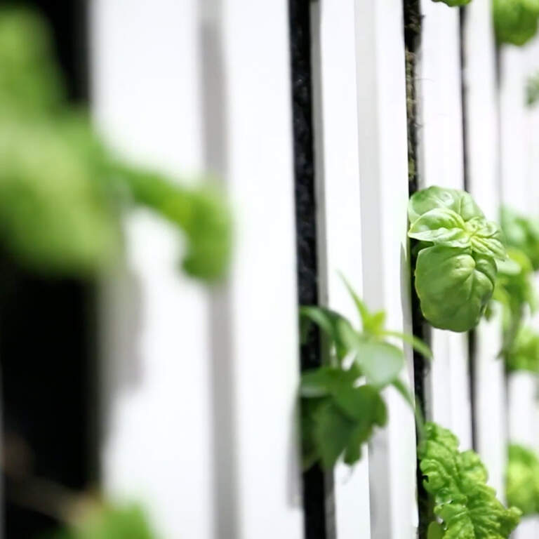 Community Hydroponic Lab Opens for Youth Training Poster