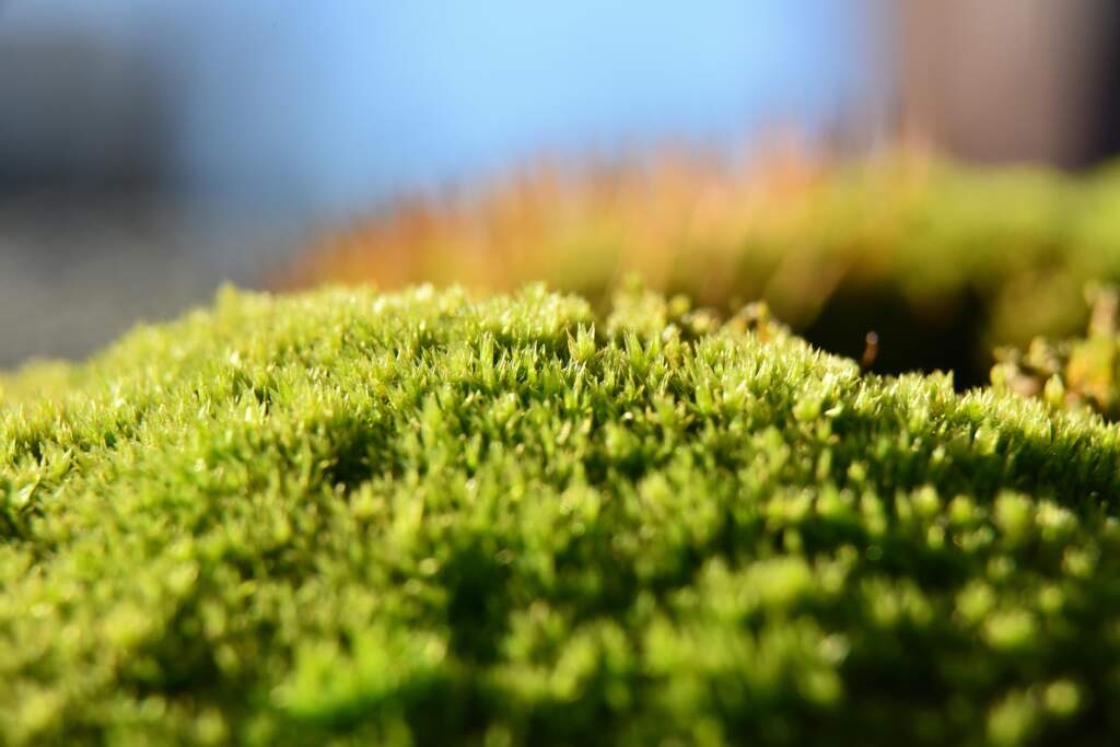 Microgreens for Meals: East Side Growers Scale Up Production