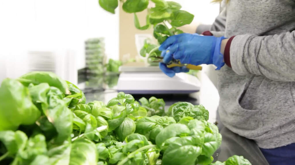 Indoor Farmers Market Adds Culturally Relevant Produce and Spices