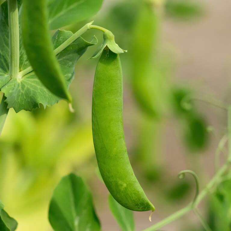 Building a Year-Round Food System: The East Side&rsquo;s Next Steps Poster