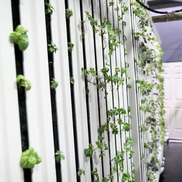 East Side School Greenhouse Expands Seedling Program Poster